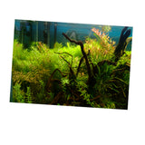 Max Aquarium Background Poster Fish Tank Wallpaper Sticker Underwater Decor L