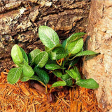 Maxbell Artificial Aquatic Plant for Aquarium Fish Tank Landscape 1