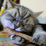 Maxbell 5 Package Cat Pet Chew Sticks Teeth Grinding Toy 20 Pieces 1 Package