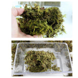 Maxbell Reptile Terrarium Bedding Substrate Dry Moss for Tortoise Dragon Gecko 1000G