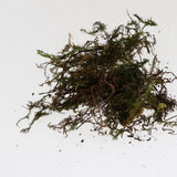 Maxbell Reptile Terrarium Bedding Substrate Dry Moss for Tortoise Dragon Gecko 1000G