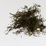 Maxbell Reptile Terrarium Bedding Substrate Dry Moss for Tortoise Dragon Gecko 500G