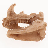 Maxbell 10xReptile Terrarium Landscaping Animal Skull DIY Aquarium Decoration Dragon