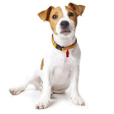 Maxbell Pet ID Tag Dog and Cat Personalized Pet Tag Dog Cat ID Address Collar red