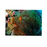 Maxbell 3D Coral Aquarium Background Sticker Fish Tank Wall Decoration Painting S