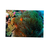 Maxbell 3D Coral Aquarium Background Sticker Fish Tank Wall Decoration Painting L