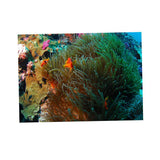 Maxbell 3D Coral Aquarium Background Sticker Fish Tank Wall Decoration Painting L