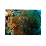 Maxbell 3D Coral Aquarium Background Sticker Fish Tank Wall Decoration Painting XL