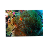 Maxbell 3D Coral Aquarium Background Sticker Fish Tank Wall Decoration Painting XL