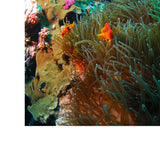 Maxbell 3D Coral Aquarium Background Sticker Fish Tank Wall Decoration Painting XXL