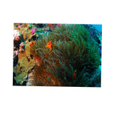 Maxbell 3D Coral Aquarium Background Sticker Fish Tank Wall Decoration Painting XXL