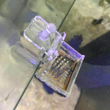 Maxbell Aquarium Fish Feeder Red Worms Feeding Acrylic Shrimp Fish Food Container