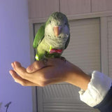 Maxbell Pet Bird Parrot Diaper Training Reusable Washable Nappies Different Size S