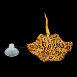 Maxbell 2pcs Artificial Fish Glowing Effect Aquarium Decor Floating Ornament orange