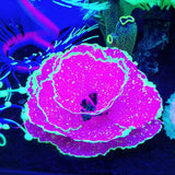 Max Aquarium Artificial Corals Fish Tank Aquarium Ornament for Fish Tank Purple