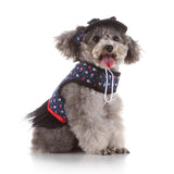 Max Pet Dog Vest Harness with Hat Pet Costume Party Clothes Blue Dot Flower-XS