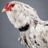 Max 5 Pcs Chicken Collar Anti Crow Rooster Collar For Poultry Chicken Duck Black