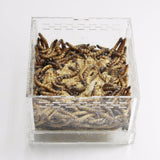 Max Durable Acrylic Pet Reptiles Worm Lizards Breeding Box Clear Tanks L