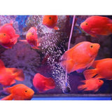 Maxbell Plastic Solar Powered USB Rechargeable Aquarium Fish Tank Oxygen Pumps