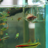 Maxbell Fish Feeder Basket Aquarium Clear Live Worm Bloodworm Food Feeding Cup Seam Type