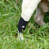 Maxbell Dog Leg Brace Support Auxiliary Strap Joint Wrap Sprains Injury Recover S