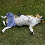 Maxbell Reusable Male Dog Belly Band Diapers Underpants Sanitary Pants for Doggy L
