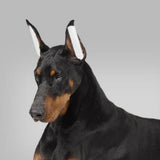 Maxbell Dog Ears Stick Foam Tape Ear Stand Ear Sticker upright Ear for Dog Acces
