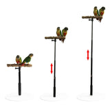 Maxbell Wooden T Stand Parrot Training Stable Bird Perch for Finch Conures Cockatiel