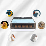 Maxbell Egg Incubator Automatic Egg Turner with Light Household for Quail Birds Eggs