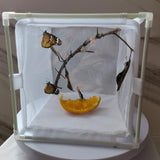 Maxbell Mesh Cage Butterfly Habitat Multi Use Ventilation for Backyard Outdoor Zipper