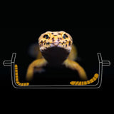 Maxbell Suction Cup Reptile Feeder Dish Water Food Bowl Basin for Chameleon 6.5x13.5x2.5cm Clear