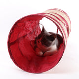 Maxbell Pet Cat Tunnel Exercise Indoor Rabbit Guinea Pig Foldable Kitten Mouse