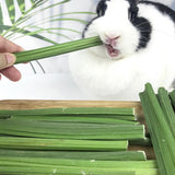 Maxbell Papaya Stem Molar Chew Toy Chew Stick for Rabbit for Gerbils Rats Rabbits