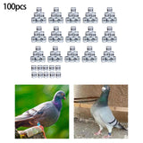 Maxbell 100Pcs Pigeon Ring 8mm 2023 Dove Legs Band for Duck Most Adult Birds Poultry White