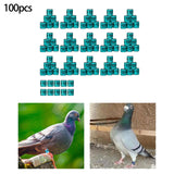 Maxbell 100Pcs Pigeon Ring 8mm 2023 Dove Legs Band for Duck Most Adult Birds Poultry Green