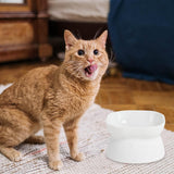 Maxbell Cat Bowl Pet Bowl Stable Feeding Station Dog Bowl for Puppy Supplies White