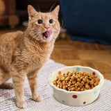 Maxbell Cat Bowl Stable Dog Bowl Cat Food Plate Pets Feeding Station Pet Feeder Beige