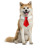Maxbell Modern Dogs Collar Walking Traveling Pets Gifts Boys Girls Dogs Pet Bow Tie Red