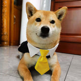 Maxbell Modern Dogs Collar Walking Traveling Pets Gifts Boys Girls Dogs Pet Bow Tie Yellow