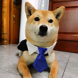 Maxbell Modern Dogs Collar Walking Traveling Pets Gifts Boys Girls Dogs Pet Bow Tie Blue