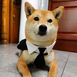 Maxbell Modern Dogs Collar Walking Traveling Pets Gifts Boys Girls Dogs Pet Bow Tie Black