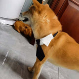 Maxbell Modern Dogs Collar Walking Traveling Pets Gifts Boys Girls Dogs Pet Bow Tie Black