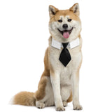 Maxbell Modern Dogs Collar Walking Traveling Pets Gifts Boys Girls Dogs Pet Bow Tie Black