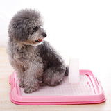 Maxbell Pet Training Toilet Tray Loo Pad Dog Litter Tray Reusable Potty Trainer pink
