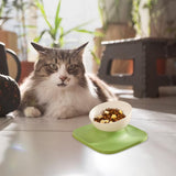 Maxbell Raised Cat Food Bowl Water Drinking Bowl Pet Feeder Waterer Pet Feeding Bowl Green 1 Bowl