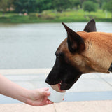 Maxbell Pet Water Bottle Feeding Dog Food and Water Cup for Fishing Hiking Traveling