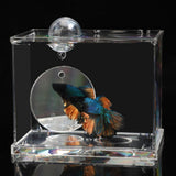 Maxbell Portable Fighting Fish Training Mirror Transparent Betta for Fishing Viewing S