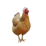 Maxbell Chicken Hat Headwear Safety Headgear Head Protector Fashion Soft for Hen White and Red