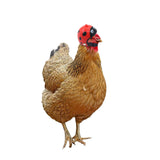 Maxbell Chicken Hat Headwear Safety Headgear Head Protector Fashion Soft for Hen Red Black