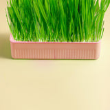 Maxbell Nursery Tray Soil Free Seeds Germination Trays for Seedling Planting Pink